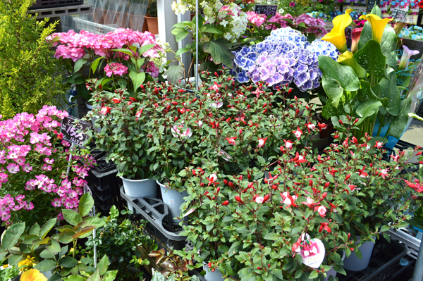園芸売場の初夏の花たち