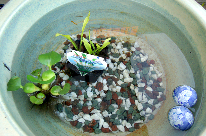 カルナドラッグのブログ-金魚系の水鉢